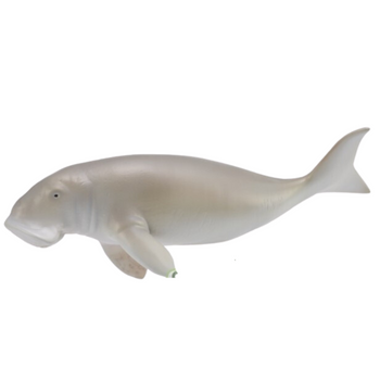 COLLECTA DIUGOŃ PRZYBRZEŻNY