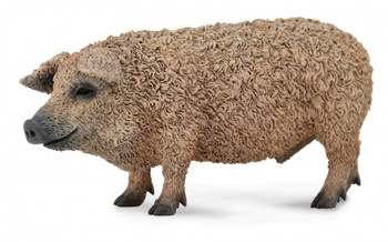 COLLECTA ŚWINIA MANGALICA