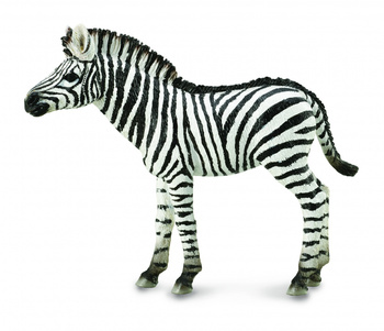 COLLECTA MŁODA ZEBRA