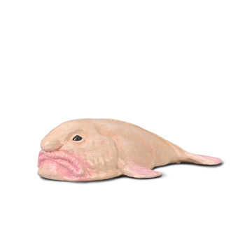 COLLECTA PSYCHOROLUTES MARCIDUS (BLOBFISH)