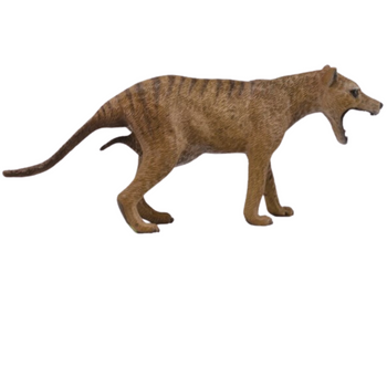 COLLECTA WILK WORKOWATY (TASMAŃSKI) SAMICA