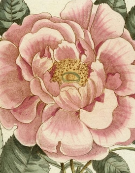 John Derian Picture Book II wer. angielska