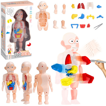 MODEL ANATOMICZNY CZŁOWIEKA LUDZKIEGO CIAŁO EDUKACYJNY ORGANY ZABAWA LEKARZ