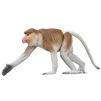 COLLECTA NOSACZ SUNDAJSKI