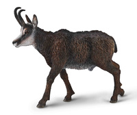 COLLECTA KOZICA PÓŁNOCNA