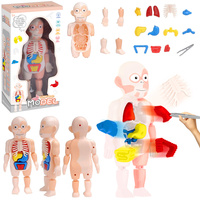 MODEL ANATOMICZNY CZŁOWIEKA LUDZKIEGO CIAŁO EDUKACYJNY ORGANY ZABAWA LEKARZ